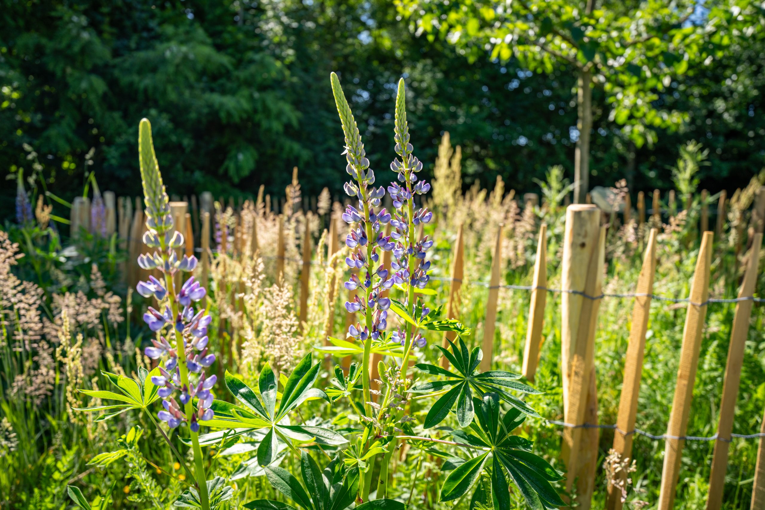 OOSTERWEIDE_HIGHRES-3