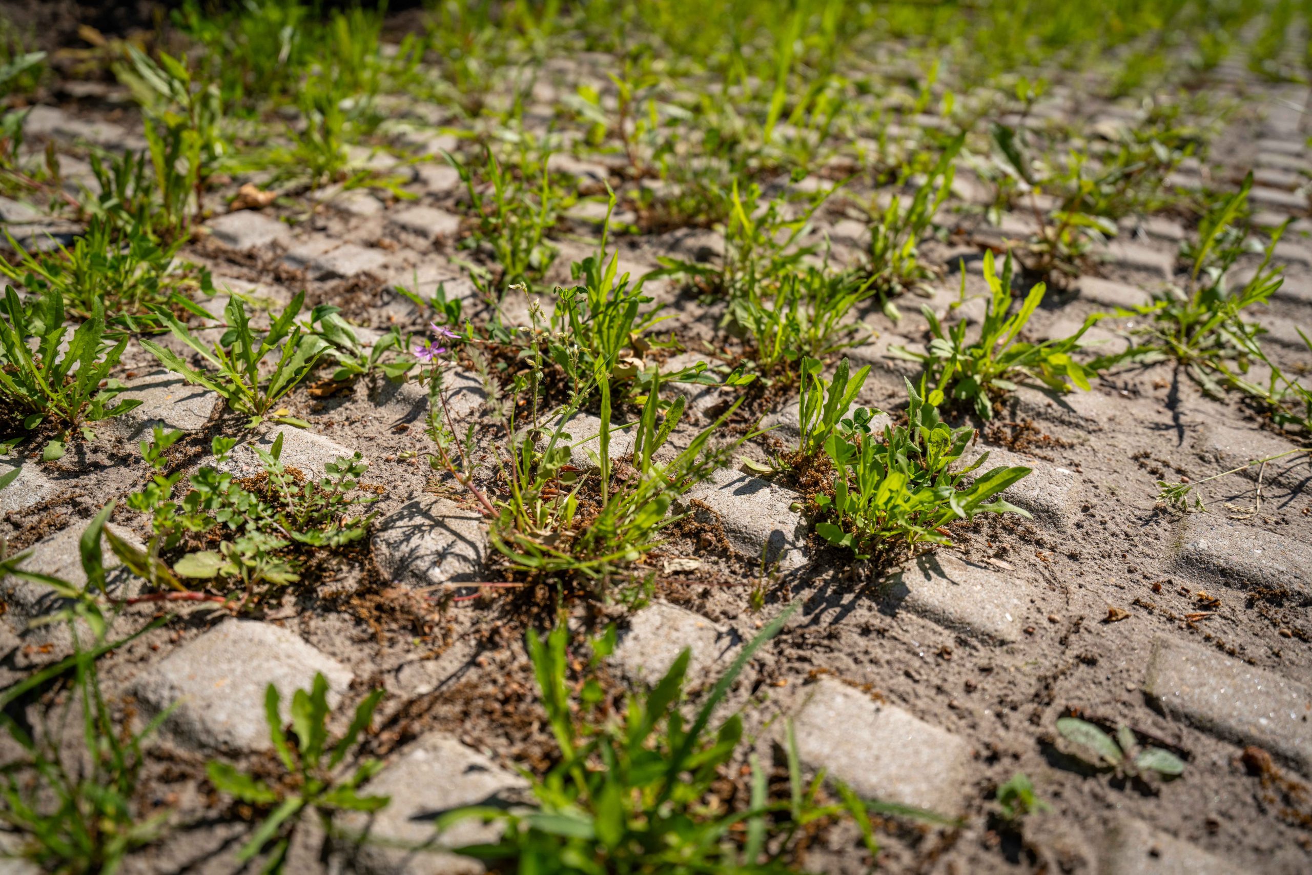 OOSTERWEIDE_LOWRES-68